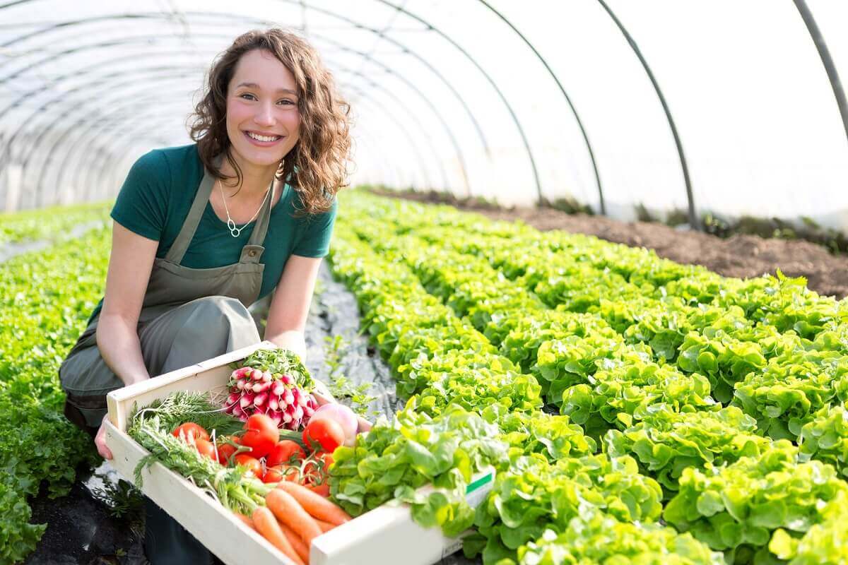 Ceny zeleniny v Česku: Jak rostou náklady na sezónní produkty
