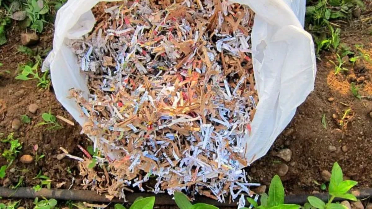 Stačí jedna role toaletního papíru: tajemství zahradníků, jak kouzelně proměnit vaše rostliny