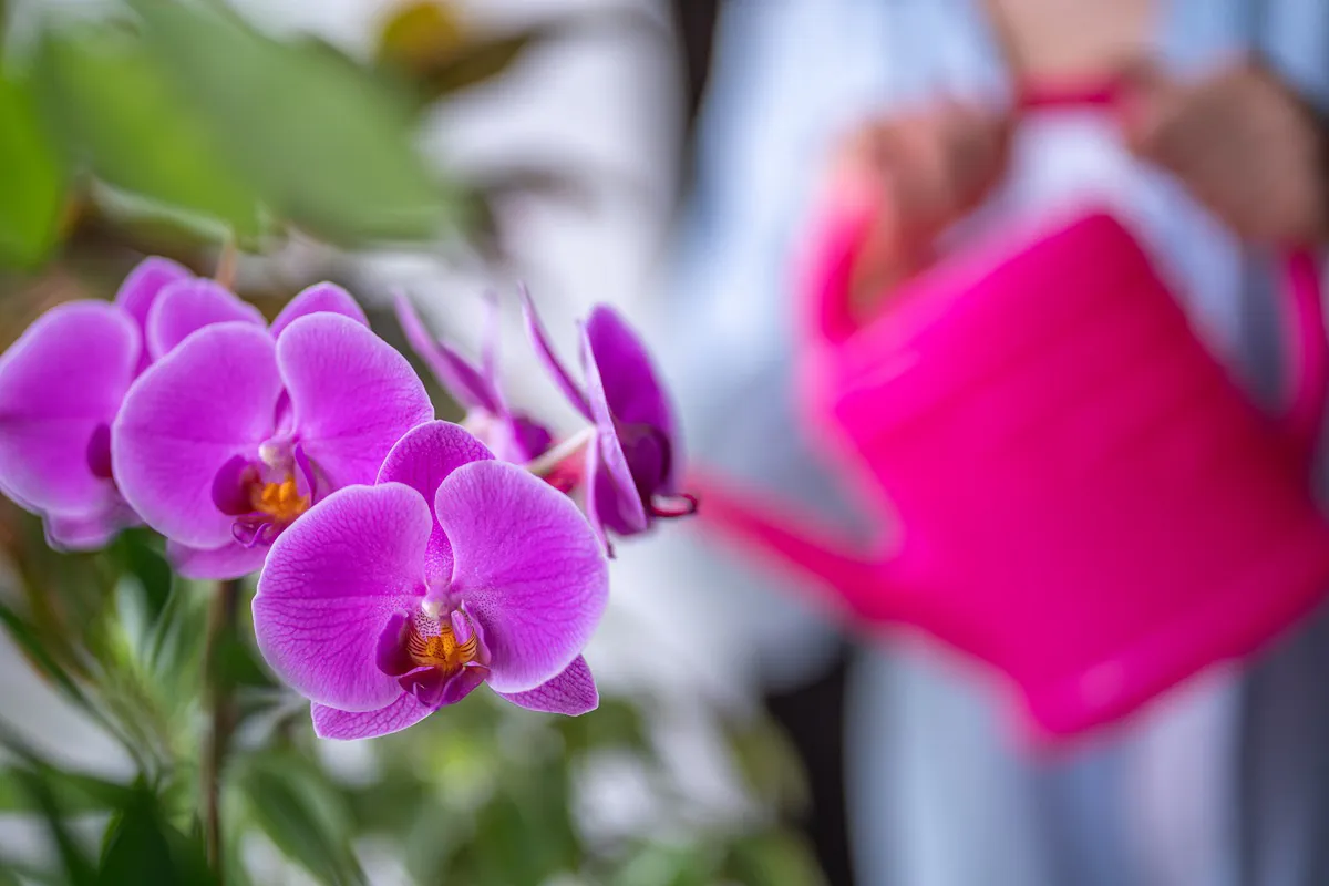 Jednoduchý trik, jak v létě znovu rozkvést orchideji (potvrzeno zahradníky)