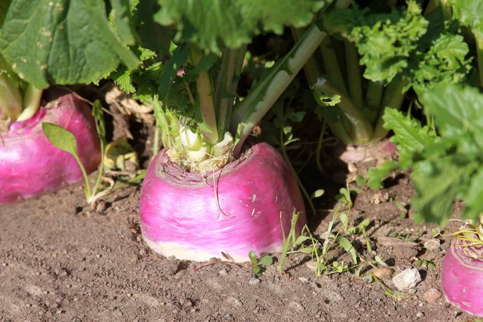 Zasejte tuto nenáročnou zeleninu na začátku srpna: sklizeň je zaručena již v září, navzdory chladným nocím na zahradě.