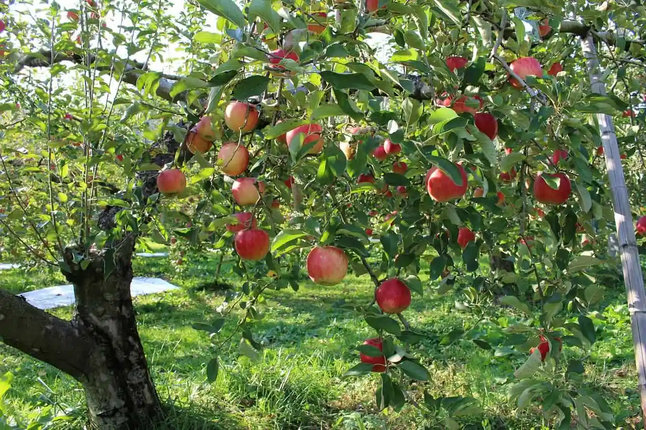 Přirozené řešení, které je třeba přijmout hned teď, aby se zastavila invaze mšic na ovocných stromech a zajistila se dobrá úroda