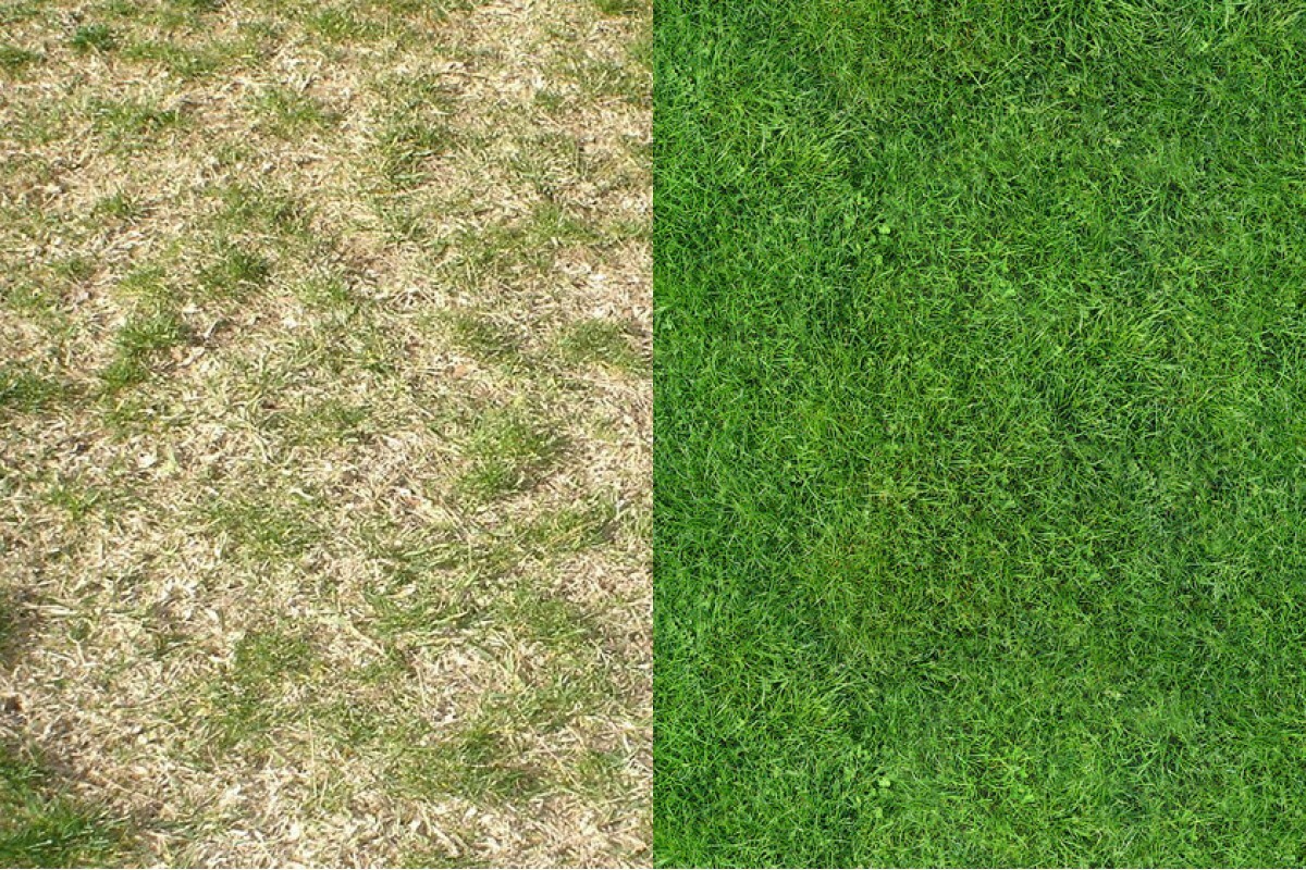 Nevyhazujte je, ale rozhoďte je po trávníku. Bude hustý a sytě zelený.