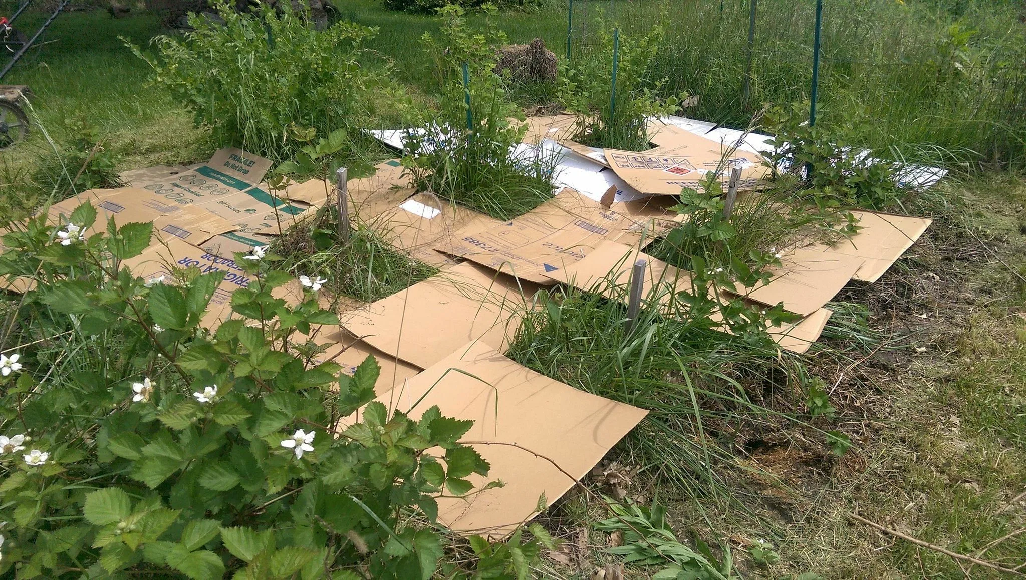 Stačí jedna role toaletního papíru: tajemství zahradníků, jak kouzelně proměnit vaše rostliny