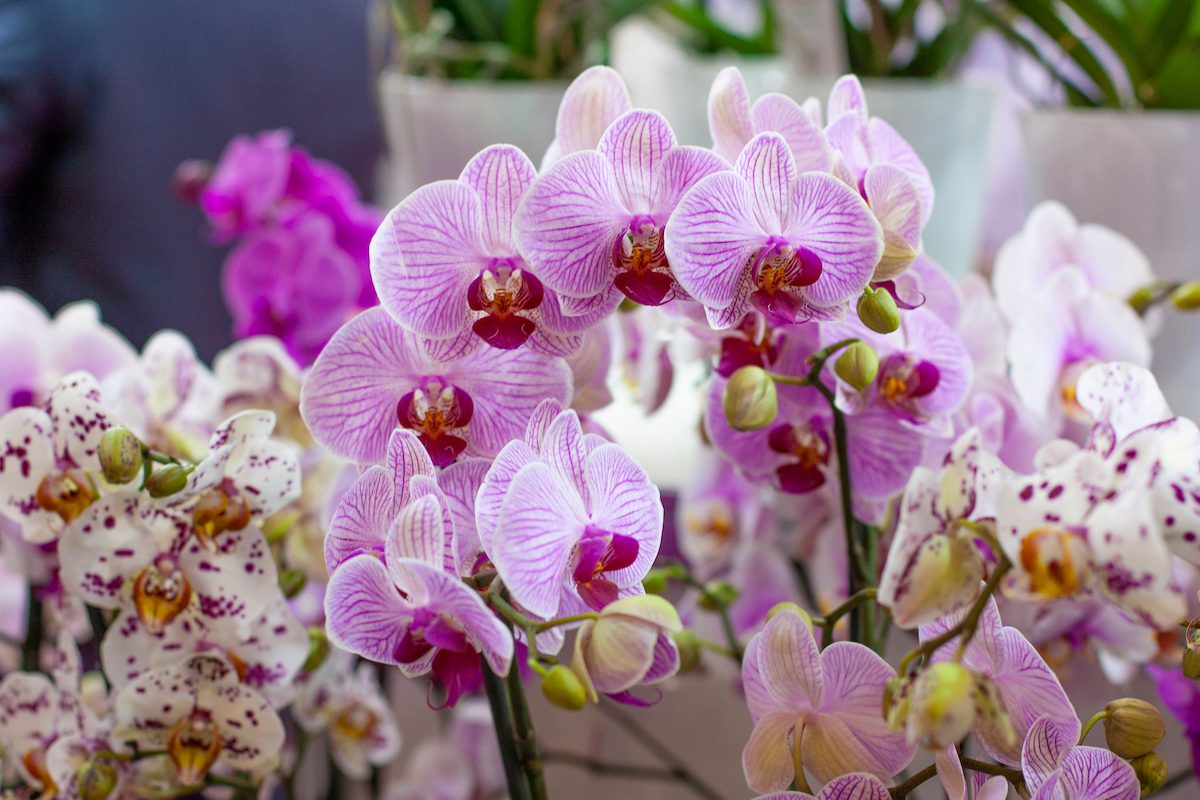 orchidej