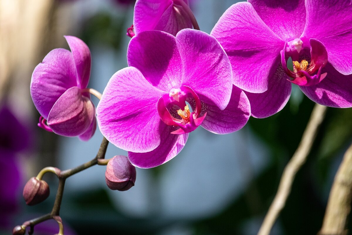 Jednoduchý trik, jak v létě znovu rozkvést orchideji (potvrzeno zahradníky)