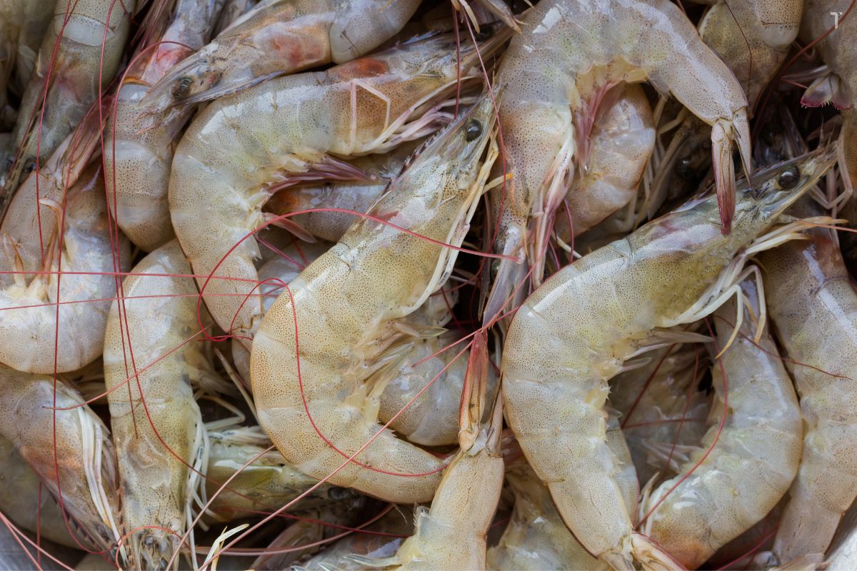 Rybář varuje: při nákupu krevet v supermarketu vždy věnujte pozornost tomuto detailu.